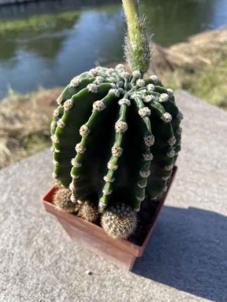 Echinopsis moso